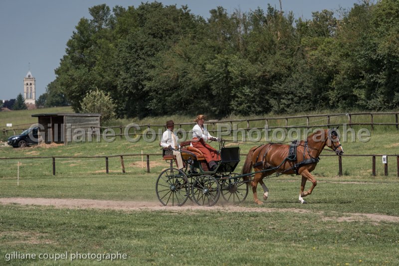 P Dressage